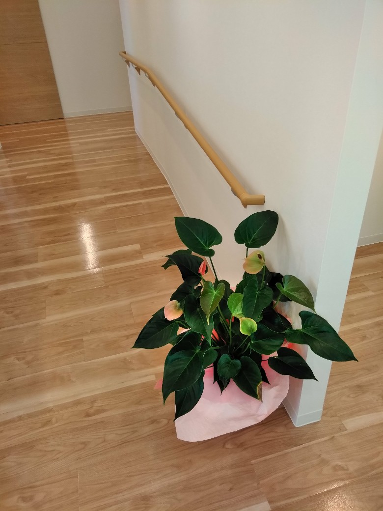 植物たち