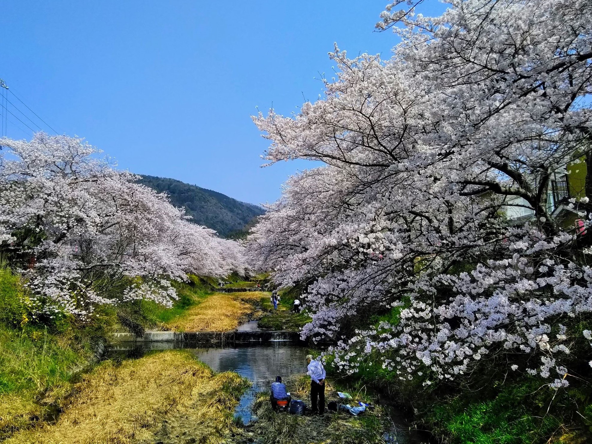 お花見